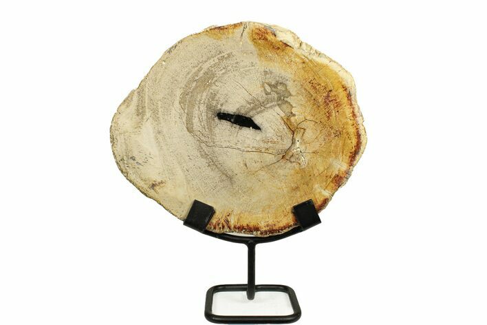 Petrified Wood (Tropical Hardwood) Round with Stand - Indonesia #271164